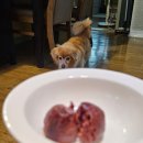 버디키친 | 먹여보고 쓰는 버디키친 로프 간단후기