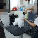 강아지 미용 네이버블로그