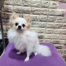 솜이 펫살롱 이미지