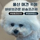 울산 비숑 카페 : 바비브라운비숑프리제 (데이트 장소 추천, 강아지 호텔링 가능)