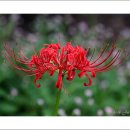 신구대학교식물원 꽃무릇축제 이미지