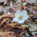 바람꽃공원 이미지