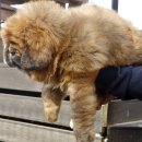 짱오농장 이미지