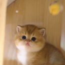 부산고양이분양 모나미네코 동래점 | 고양이 분양 모나미네코 해운대점 직접 방문 후기