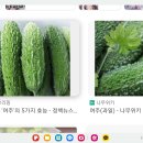 그리고 주님은 “카란티아(CHARANTIA; 여주)”라고 말씀하셨습니다 이미지