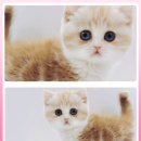 광주고양이분양 제나캣 광주점 이미지