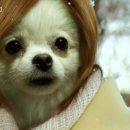 꽃보다 개 이미지