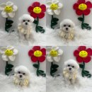 멍멍하개 이미지