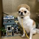 퍼피펜트하우스 | 일산 애견운동장 퍼피펜트하우스 다녀온 후기