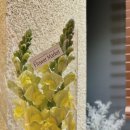 샐러드로우&트라타 이미지