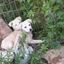 서하남로 이미지