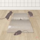 콩샵