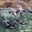 수원-1833 이미지