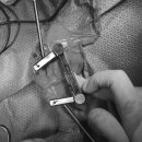 코끼리 동물병원 이미지