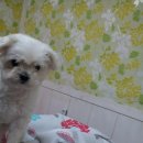 멍꾸러기 이미지