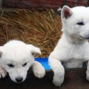 예쁜강쥐 이미지