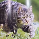 나의 반짝 그루밍 이미지