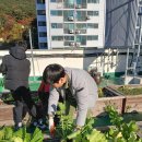 금정산산책, 배추와 무 수확, 시래기와 우거지 만들기, 비건김치만들기, 주기집중 예술(우쿠렐레),참초신문기사쓰기 이미지