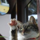 츄츄 동물병원 이미지