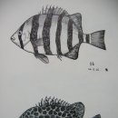 강담 이미지