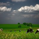 푸른목장 이미지