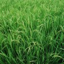 행정사김영수사무소 이미지