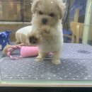 띠아몽 | 말티푸분양 띠아몽후기