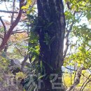 자연산 일엽초(건재) 판매 합니다.