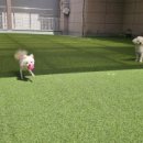 댕댕월드 이미지