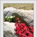 어부손씨민박 이미지