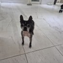 강아지 호텔 이미지