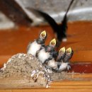 제비농장 이미지