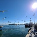 춤추는갈매기 이미지