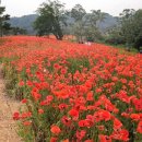 제일송어산장 | 임실 옥정호 출렁다리 주변 내돈내산 매운탕 맛집 옥정호산장