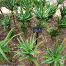 알로에테마파크 이미지