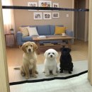 애견백화점 이미지