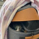 오라고동물병원 이미지