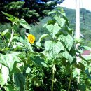 평창수림대펜션 이미지