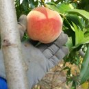 장수농원 이미지