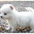 이쁜강아지 이미지