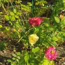 해피농장 이미지