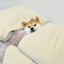 경희사 이미지