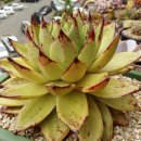 헬리오스 이미지