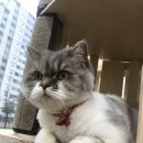 어벤독스 이미지