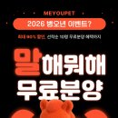 광주강아지분양고양이분양미유펫 - 5255 | 광주강아지분양고양이분양미유펫