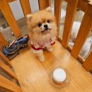 비어마이독 이미지