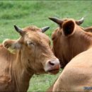 이심전심 이미지