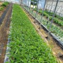 통영시 농업기술센터 이미지