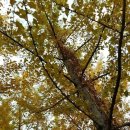 엊저녁볶아온돼지감자차저희산깐은행,볶은결명자차,노지화고100%버섯가루 이미지