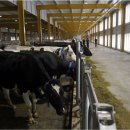 도하목장 이미지